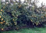 IMG-20250714-WA0077